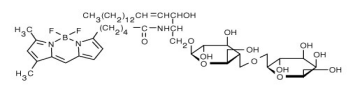 c BSA (f)ϵ BODIPY FL C5-(jng).png