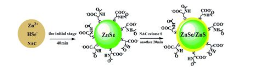 CdSe/ZnSc(din).png