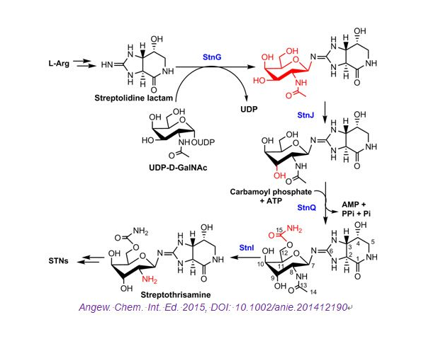 ն-4-(gu)ø(UDP-glucose-4-epimerase).png