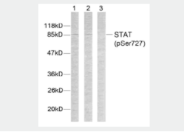 Anti-STAT3 (phospho S727)w.png