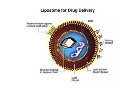 CY7֬|(zh)wdˎ Liposome.png