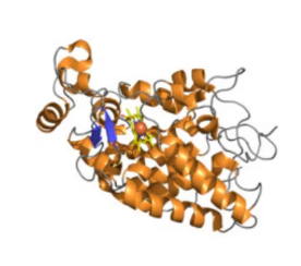 HRP-MAL|^ø(bio)ӛRMaleimide-HRP|R^ø(bio)ӛ-pgӹٷﶨԇ.png