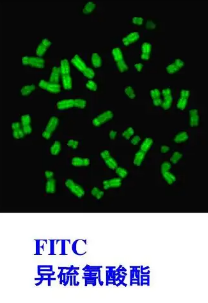 FITC-Mannitol|ɹ?z)ɹ?bio)ӛ¶.png