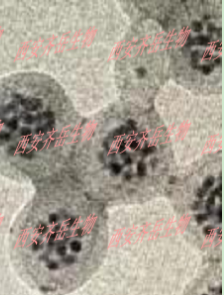 ۺAg2Sc(din)dˎ