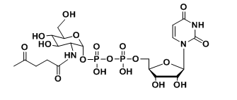 UDP-2-carbonyl-GlcNAcȻն