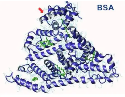 2-OA-BSA;2-Octynoic Acid-BSA;2-Ȳ-ţѪ׵߲о