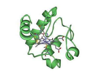 FITC-(x)ɫC;FITC-Cytochrome C;ɹ(x)ɫC
