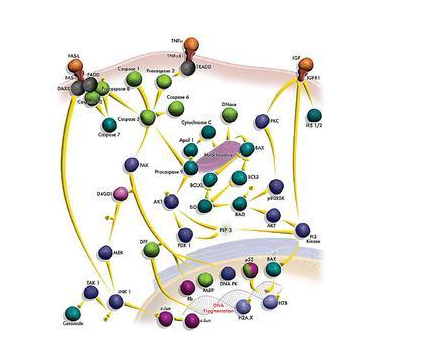 FITC-(x)ɫC;FITC-Cytochrome C;ɹ(x)ɫC