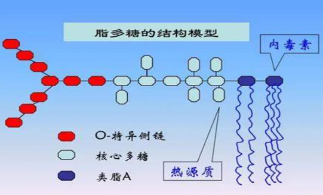 FITC-LPS(ɹؘ(bio)ӛ֬)