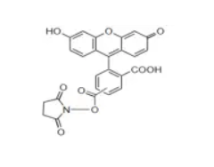 5-Carboxyfluorescein succinimidyl ester; 5-FAM, SE/5(6)-Ȼɹ
