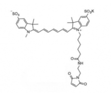 ˮԶݼȾdiSulfo-Cy7 maleimide/R(Methyl׻)GɫwĩEx/Em(nm) 750/773