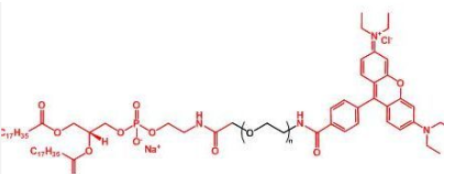 ɹȾ_Ҷ֬Rhodamine-PEG-DSPE֬PEG_