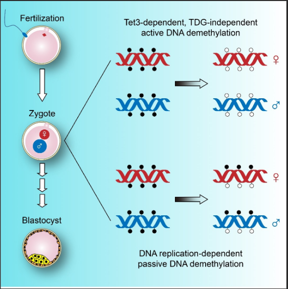 DNAtRInSbc(din)/ڻUPbTec(din)