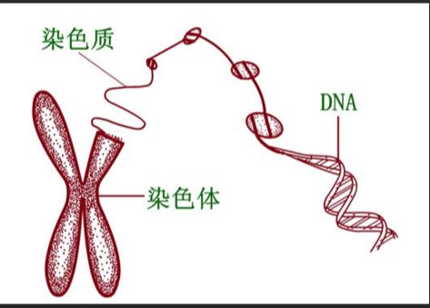 k/\c(din)DNAÓǺᣩ