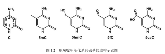 tȾCY7.5(bio)ӛPDNA