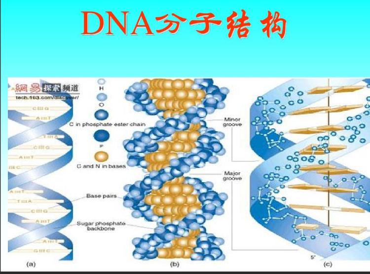 tȾCY7.5(bio)ӛPDNA
