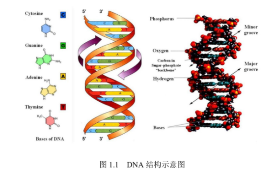 DNAÓǺ