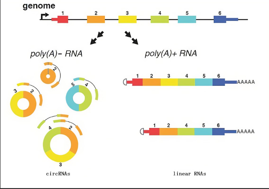 ߼״ȾCY7(bio)ӛǺRNA