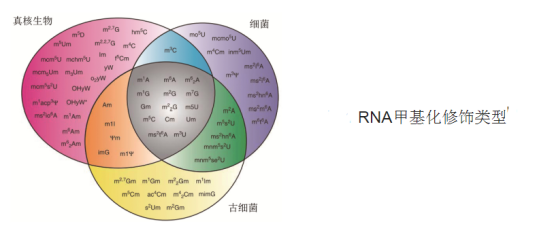 ɹؘ(bio)ӛRNA