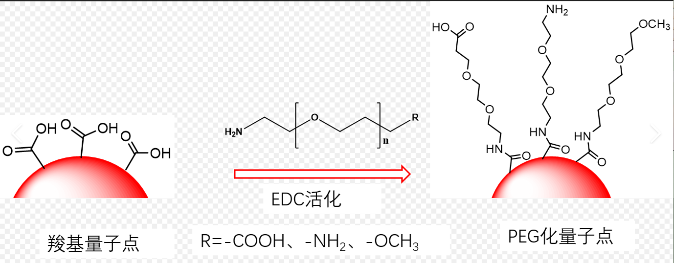 NH2-PEGCdSe/ZnSc