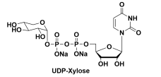 UDPȩᣬ63700-19-6  UDP-glucuronic acidUDP-GlcA