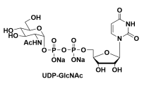 91183-98-1UDP-N-acetylglucosamine5-ऺ-N-ǰc}