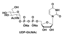 UDP-ľUDP-GlcNAc91183-98-1նľ