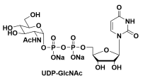ն--N--D-[1-13C]ǰ(c})UDP--N--D-ǰc}