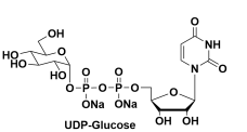 udp-ǣUDP-GlucoseUDP-Glccas117756-22-6, 28053-08-9 