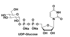 -5'-Ƕc}UDP--D-Glucose, Disodium SaltUDPG