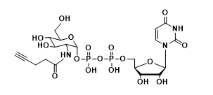 UDP-2-alkynyl-GlcNAcN-ǰ,ǣȲN-ǰ,