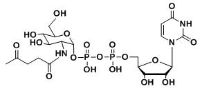 UDP-2-carbonyl-GlcNAcȻնᣬȻӛ