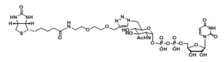 UDP-6-Biotinyl-GlcNAcؘ(bio)ӛǣػնN-ǰ,