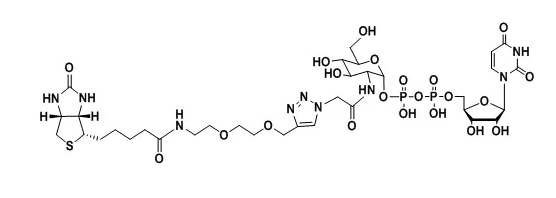 UDP-2-Biotinyl-GlcNAcؘ(bio)ӛ