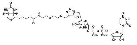 UDP-6-Biotinyl-GalNAcż(lin)N-ǰ