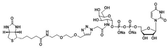 UDP-2-Biotinyl-GalNAcؘ(bio)ӛN-ǰ