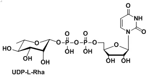 UDP-UDP-beta-L-rhamnoseUDP--L-rhamnosecas:1955-26-6