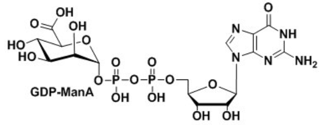 Bն¶ȩGDP-ManAguanosine diphosphate mannuronic acid