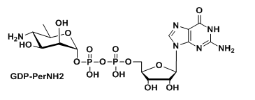 GDP-PerNH2ĶBʺ(bio)ӛ