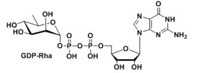 Bʺ՘(bio)ӛGDP-D-RhamnoseGDP-D-