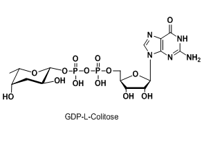 (bio)ӛ3-Ó-L-rǣBʺrGDP-L-Colitose