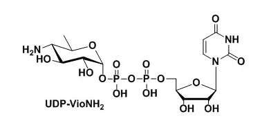 UDP-VioNH2ܻն