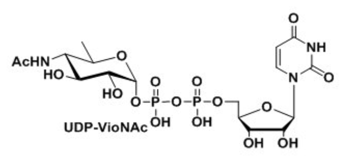 UDP-VioNAcUDP-ManNAcAUridine 5-diphospho-N-acetyl-D-mannosaminuronic acid Disodium Salt?