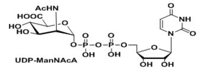UDP-VioNAcUDP-ManNAcAUridine 5-diphospho-N-acetyl-D-mannosaminuronic acid Disodium Salt?