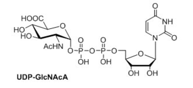 UDP-N--DǰUDP-GlcNAcA