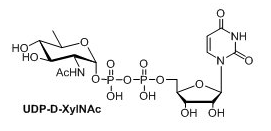 UDP-UDP-D-XylNAcUDP-4n-D-FucNAcUDP-diBAcNAc