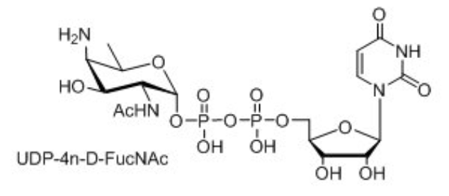 UDP-ǣUDP-D-XylNAcUDP-4n-D-FucNAcUDP-diBAcNAc
