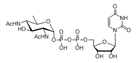 UDP-UDP-D-XylNAcUDP-4n-D-FucNAcUDP-diBAcNAc