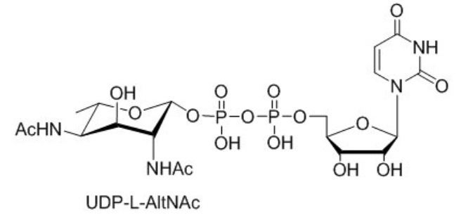UDP-L-AltNAcUDP-L-PneNAcUDP-L-RhaNAc