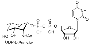 UDP-L-AltNAcUDP-L-PneNAcUDP-L-RhaNAc